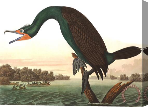 John James Audubon Florida Cormorant Stretched Canvas Print / Canvas Art