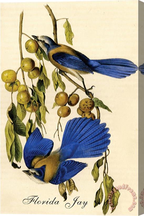 John James Audubon Florida Jay Stretched Canvas Print / Canvas Art