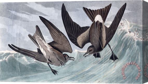 John James Audubon Fork Tail Petrel Stretched Canvas Print / Canvas Art