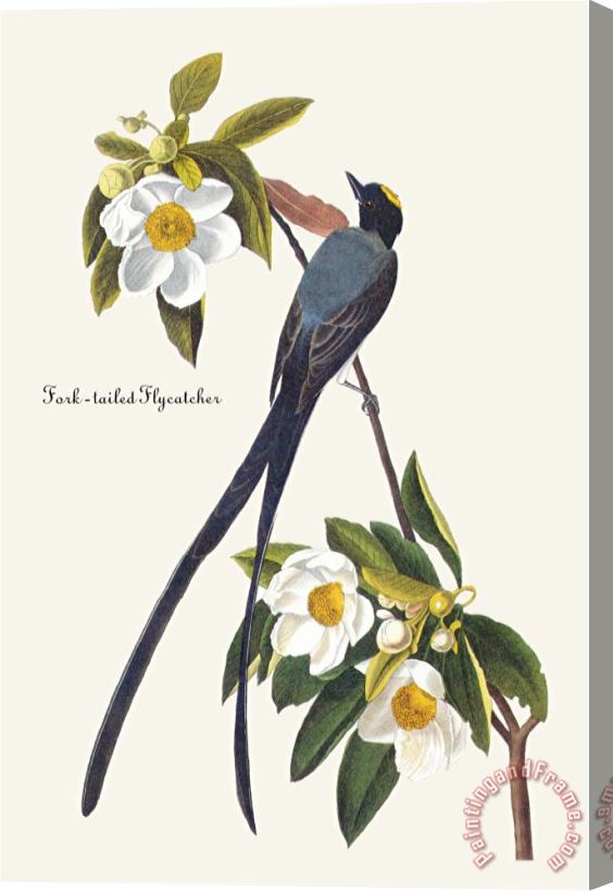John James Audubon Fork Tailed Flycatcher Stretched Canvas Painting / Canvas Art