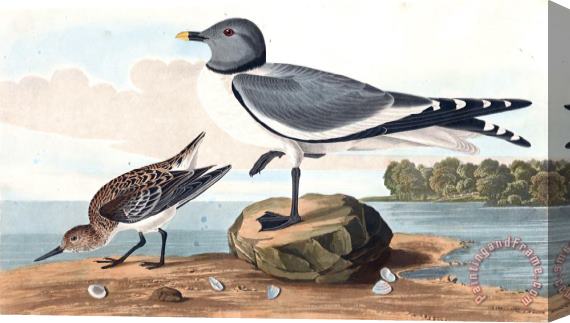 John James Audubon Fork Tailed Gull Stretched Canvas Print / Canvas Art