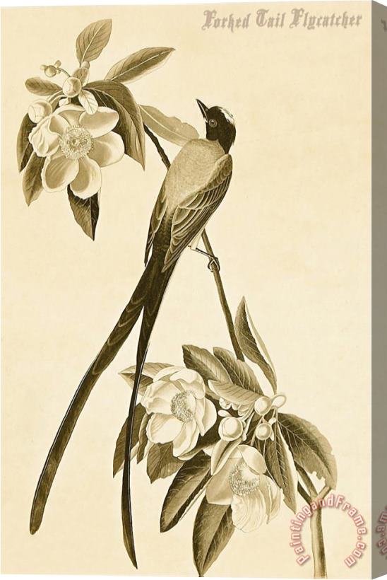 John James Audubon Forked Tail Flycatcher Stretched Canvas Print / Canvas Art
