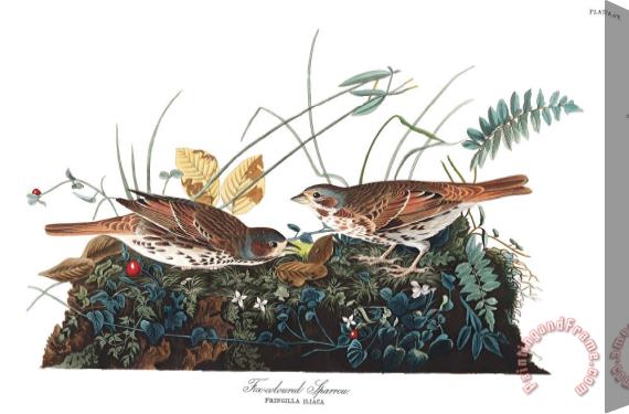 John James Audubon Fox Coloured Sparrow Stretched Canvas Painting / Canvas Art