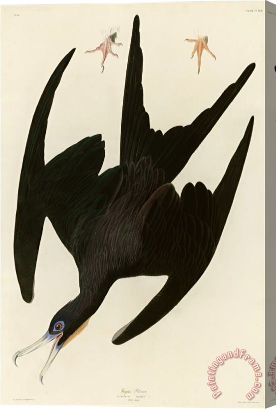 John James Audubon Frigate Pelican Stretched Canvas Print / Canvas Art