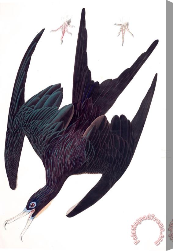 John James Audubon Frigate Pelican Stretched Canvas Painting / Canvas Art