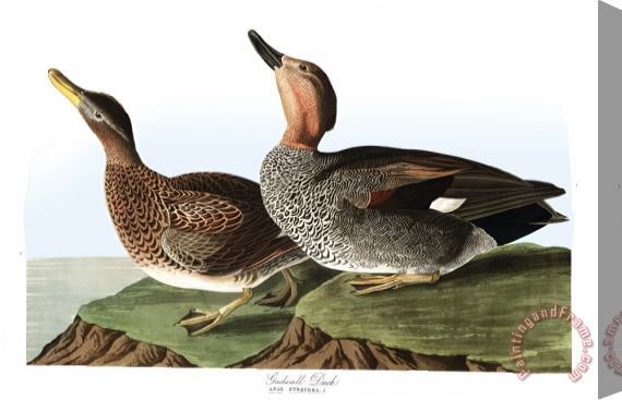 John James Audubon Gadwall Duck Stretched Canvas Print / Canvas Art