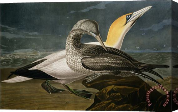 John James Audubon Gannets From Birds of America Stretched Canvas Painting / Canvas Art