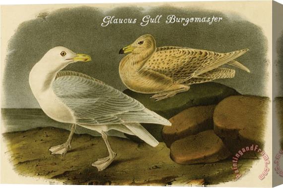 John James Audubon Glaucus Gull Burgomaster Stretched Canvas Print / Canvas Art