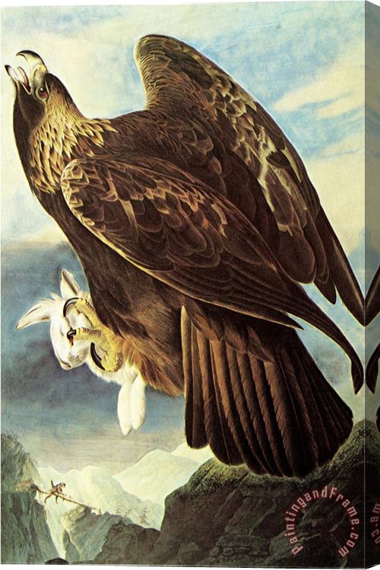 John James Audubon Golden Eagle Stretched Canvas Print / Canvas Art
