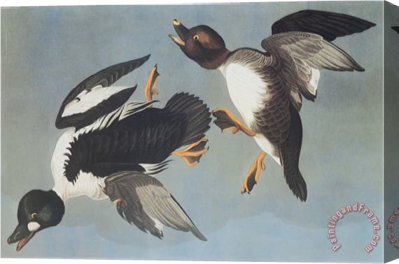John James Audubon Golden Eye Duck Stretched Canvas Painting / Canvas Art