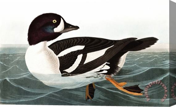 John James Audubon Golden Eye Duck Stretched Canvas Print / Canvas Art