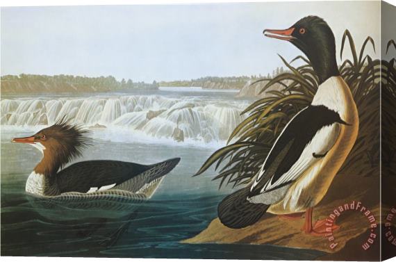 John James Audubon Goosander Stretched Canvas Print / Canvas Art