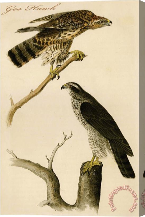 John James Audubon Gos Hawk Stretched Canvas Painting / Canvas Art