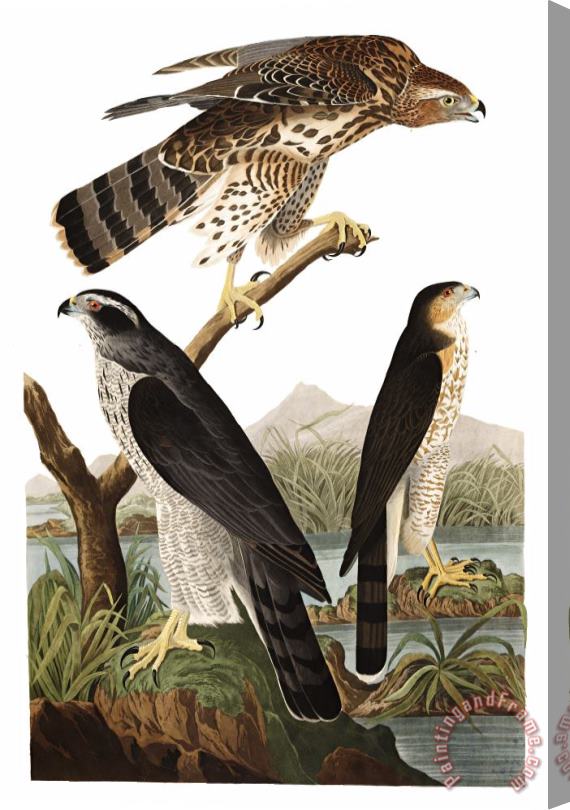 John James Audubon Goshawk, Or Stanley Hawk Stretched Canvas Print / Canvas Art