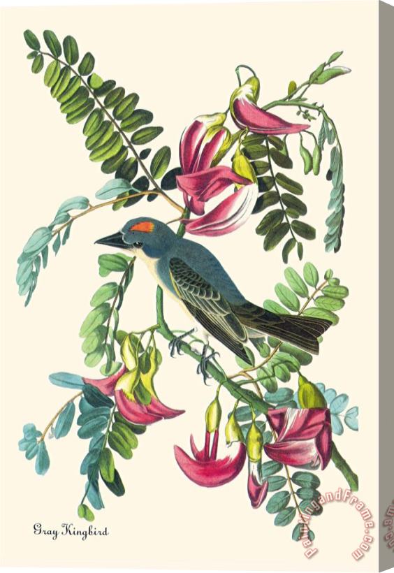 John James Audubon Gray Kingbird Stretched Canvas Print / Canvas Art