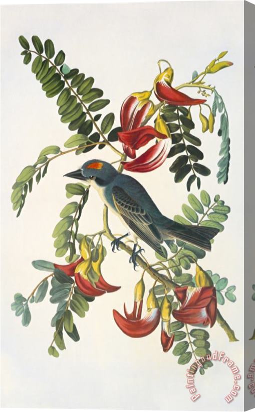 John James Audubon Gray Tyrant Stretched Canvas Painting / Canvas Art