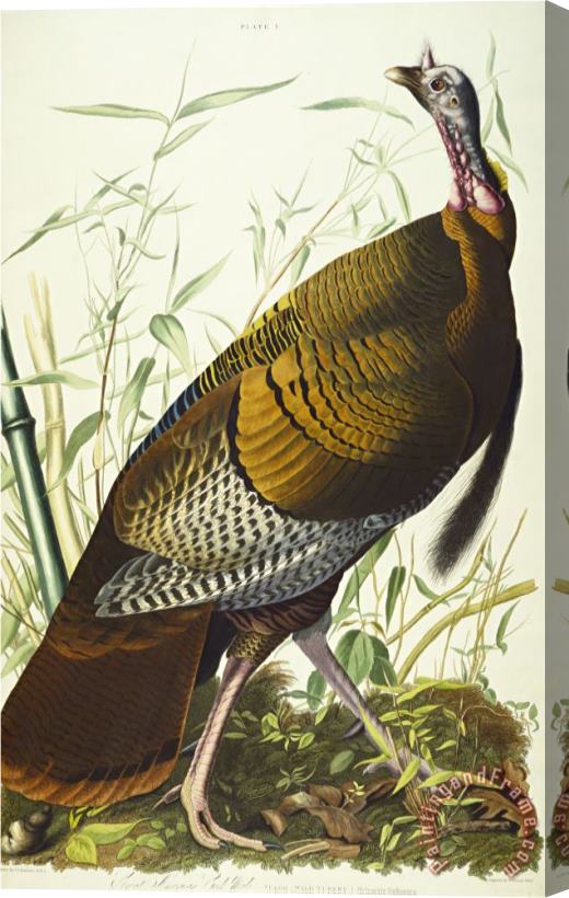 John James Audubon Great American Beck Male Wild Turkey Meleagris Gallopavo Plate I From The Birds of America Stretched Canvas Painting / Canvas Art