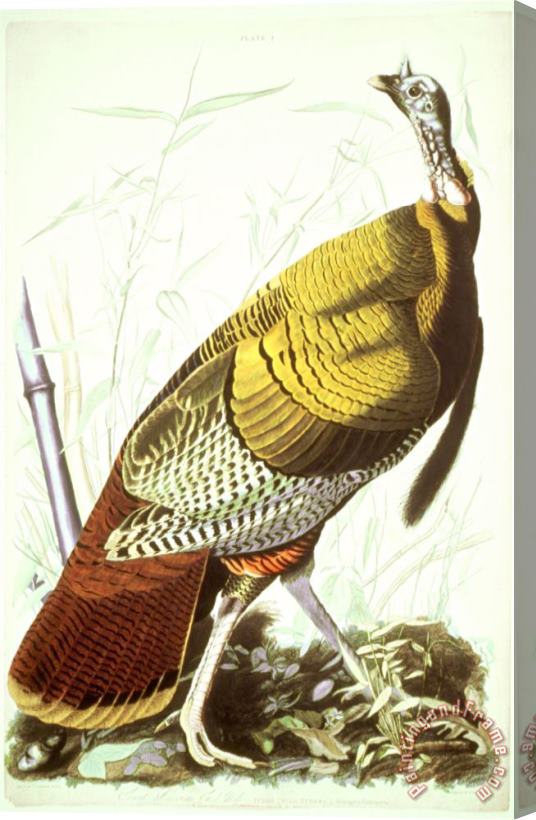 John James Audubon Great American Turkey Stretched Canvas Painting / Canvas Art