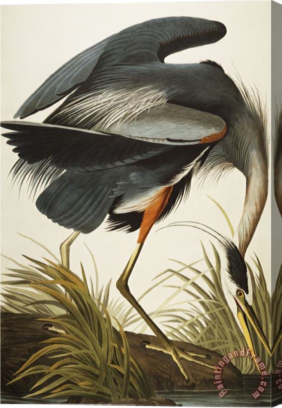 John James Audubon Great Blue Heron Ardea Herodias Plate Ccxi From The Birds of America Stretched Canvas Print / Canvas Art