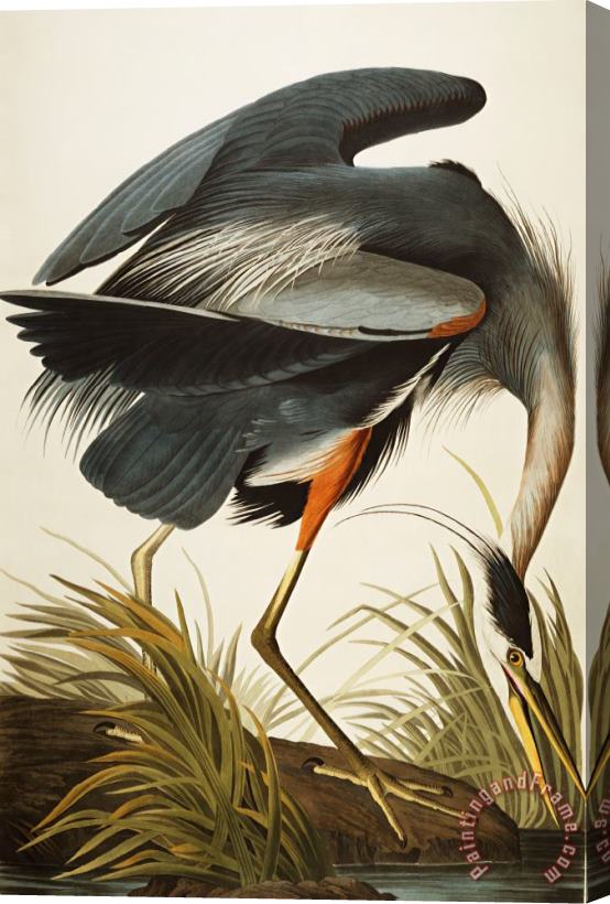 John James Audubon Great Blue Heron Stretched Canvas Painting / Canvas Art