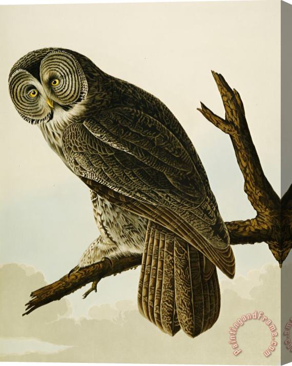 John James Audubon Great Cinereous Owl Stretched Canvas Painting / Canvas Art