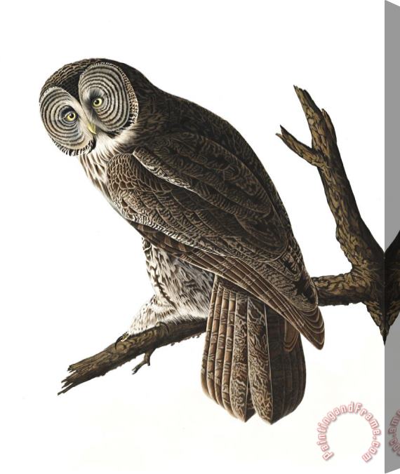 John James Audubon Great Cinereous Owl Stretched Canvas Print / Canvas Art