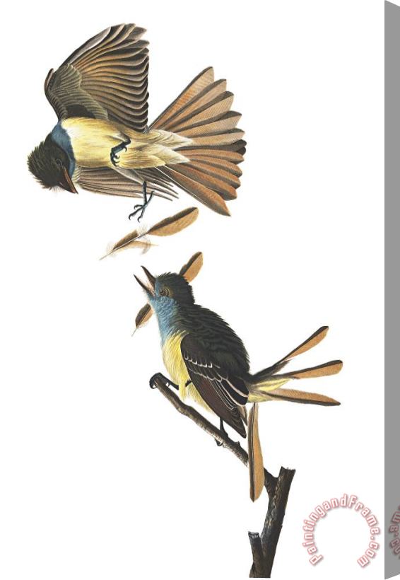 John James Audubon Great Crested Flycatcher Stretched Canvas Painting / Canvas Art