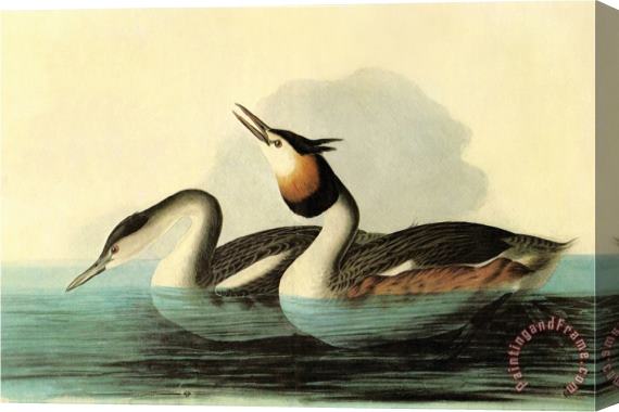 John James Audubon Great Crested Grebe Stretched Canvas Print / Canvas Art