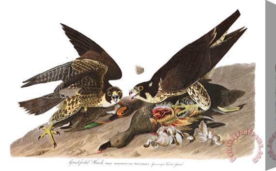 John James Audubon Great Footed Hawk Stretched Canvas Print / Canvas Art
