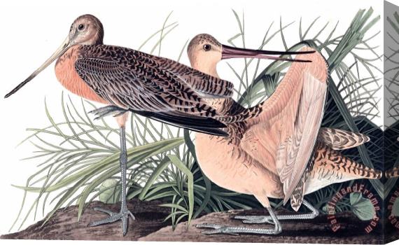 John James Audubon Great Marbled Godwit Stretched Canvas Painting / Canvas Art