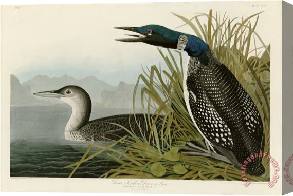 John James Audubon Great Northern Diver Or Loon Stretched Canvas Painting / Canvas Art