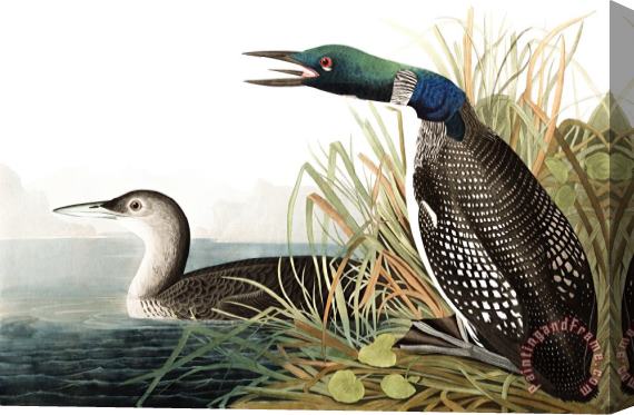 John James Audubon Great Northern Diver, Or Loon Stretched Canvas Painting / Canvas Art