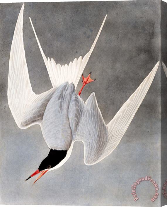 John James Audubon Great Tern Stretched Canvas Print / Canvas Art