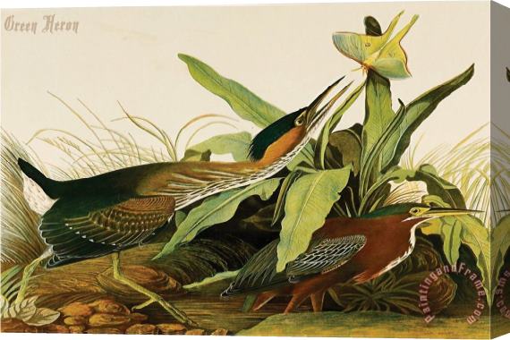 John James Audubon Green Heron Stretched Canvas Painting / Canvas Art