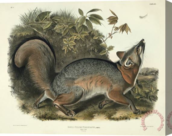John James Audubon Grey Fox Stretched Canvas Print / Canvas Art
