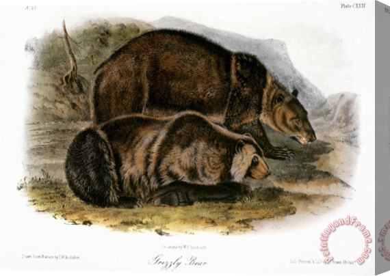John James Audubon Grizzly Bear Ursus Ferox Stretched Canvas Print / Canvas Art