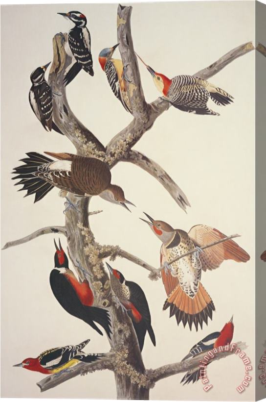 John James Audubon Hairy Woodpecker Stretched Canvas Painting / Canvas Art