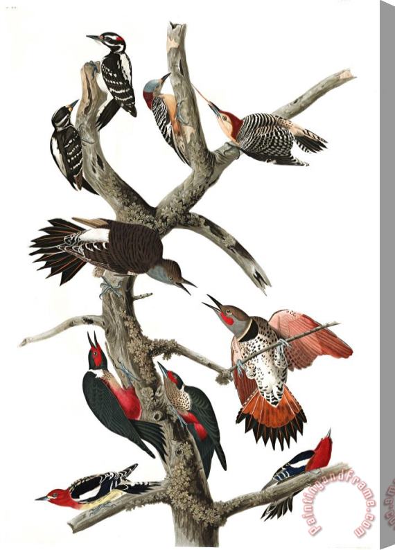 John James Audubon Hairy Woodpecker, Red Bellied Woodpecker, Red Shafted Woodpecker, Lewis' Woodpecker, Red Breasted Woodpecker Stretched Canvas Painting / Canvas Art