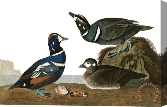John James Audubon Harlequin Duck Stretched Canvas Print / Canvas Art