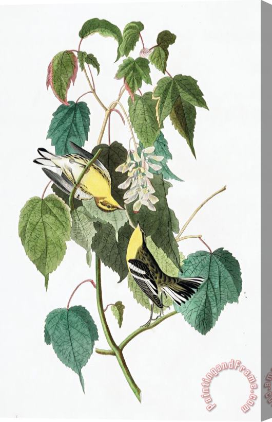 John James Audubon Hemlock Warbler Stretched Canvas Painting / Canvas Art
