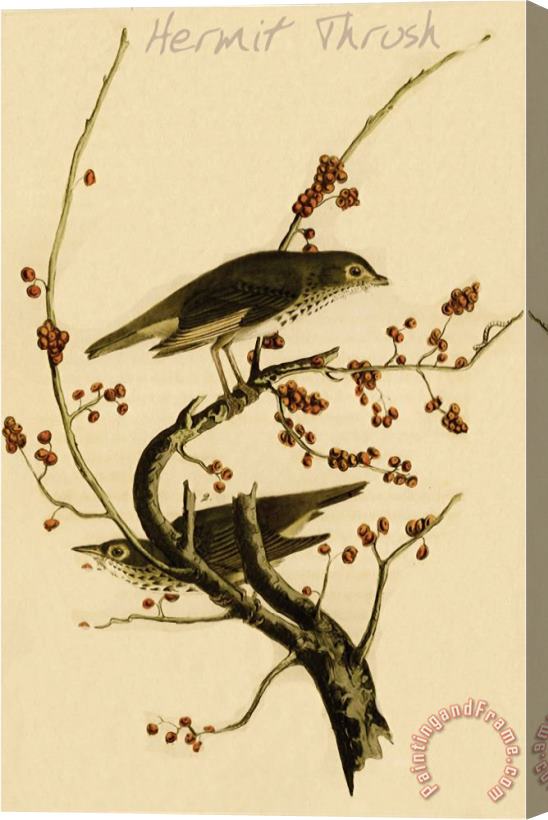 John James Audubon Hermit Thrush Stretched Canvas Painting / Canvas Art