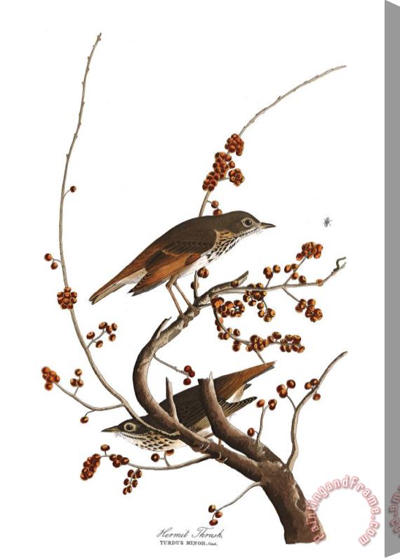 John James Audubon Hermit Thrush Stretched Canvas Print / Canvas Art