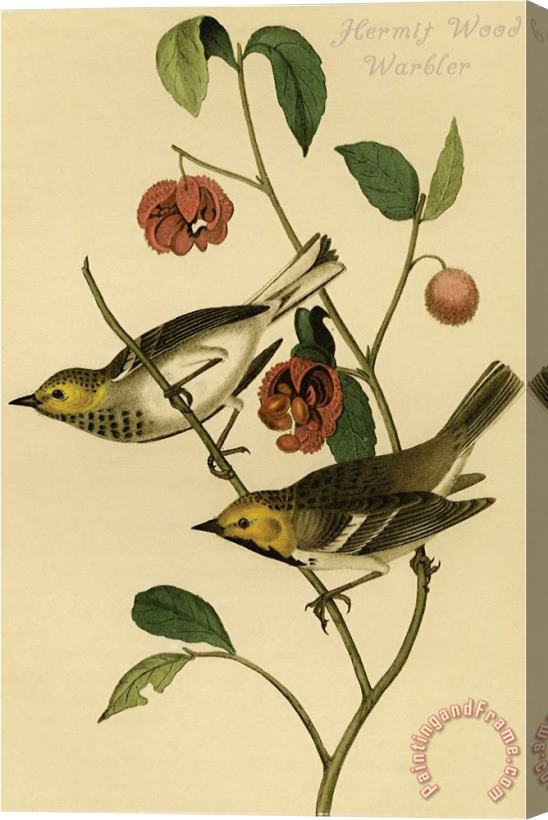 John James Audubon Hermit Wood Warbler Stretched Canvas Painting / Canvas Art