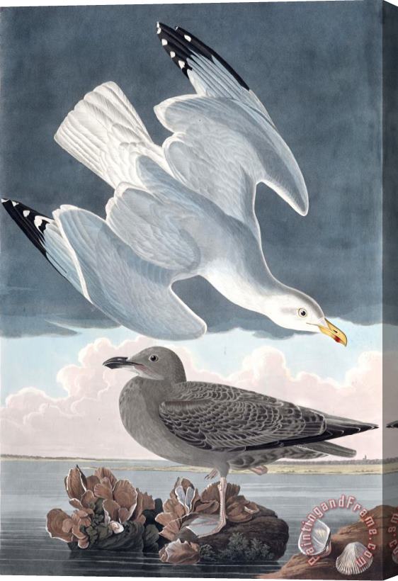 John James Audubon Herring Gull Stretched Canvas Painting / Canvas Art