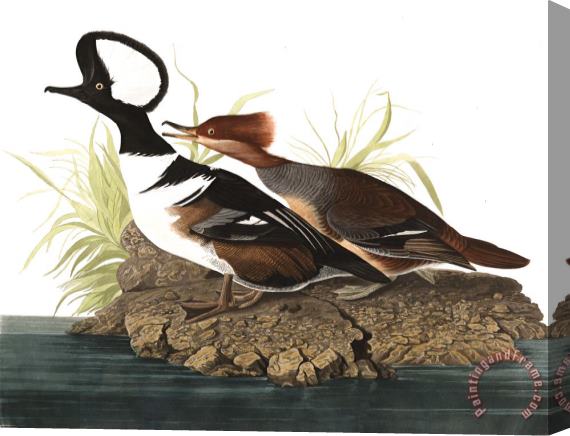 John James Audubon Hooded Merganser Stretched Canvas Print / Canvas Art