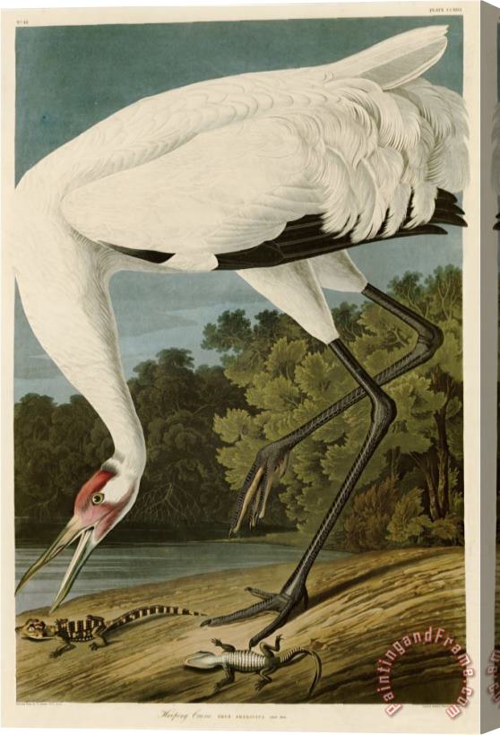 John James Audubon Hooping Crane Stretched Canvas Painting / Canvas Art