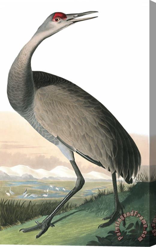 John James Audubon Hooping Crane Stretched Canvas Painting / Canvas Art