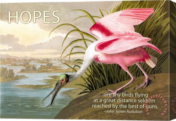 John James Audubon Hopes Are Shy Birds Stretched Canvas Print / Canvas Art