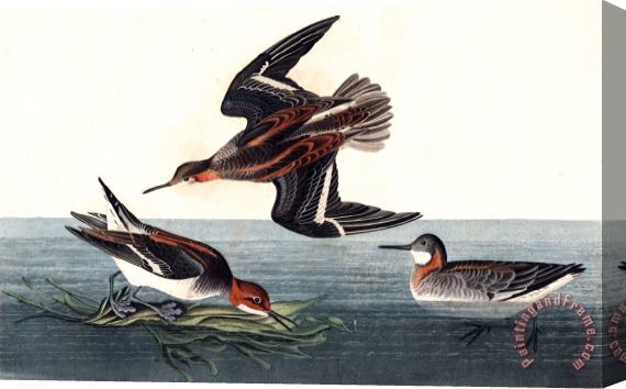 John James Audubon Hyperborean Phalarope Stretched Canvas Print / Canvas Art