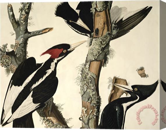 John James Audubon Ivory Billed Woodpecker From Birds of America Engraved by Robert Havell Stretched Canvas Print / Canvas Art